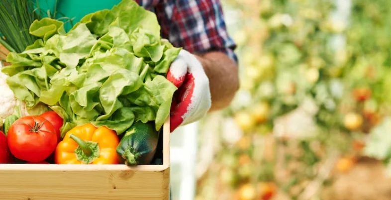 Business Idea in Chennai - Organic Farming and Farm Produce Business