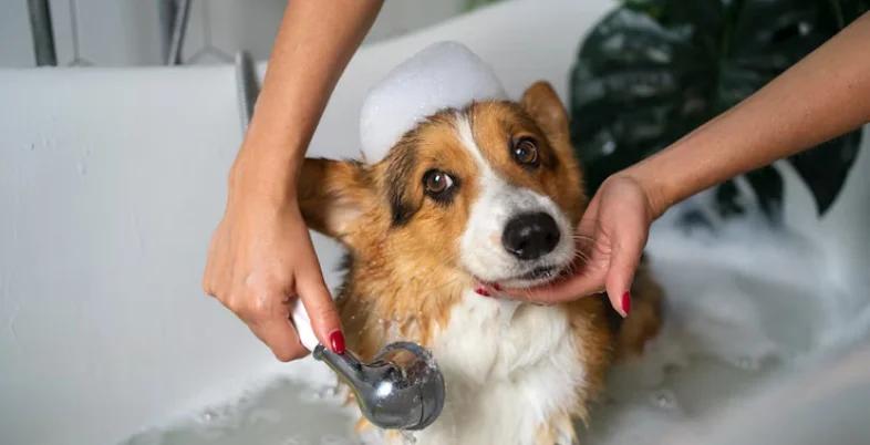 Business Idea in Chennai - Pet Grooming and Boarding Services