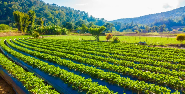 Business Idea in Gujarat - Agro-Based Business