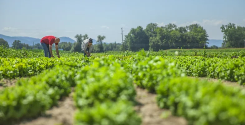 Business Idea in Gujarat - Organic Farming and Supply