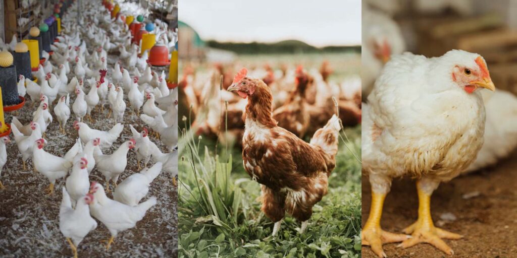 Poultry Farming Business Plan